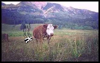 Cow Box Truth?
